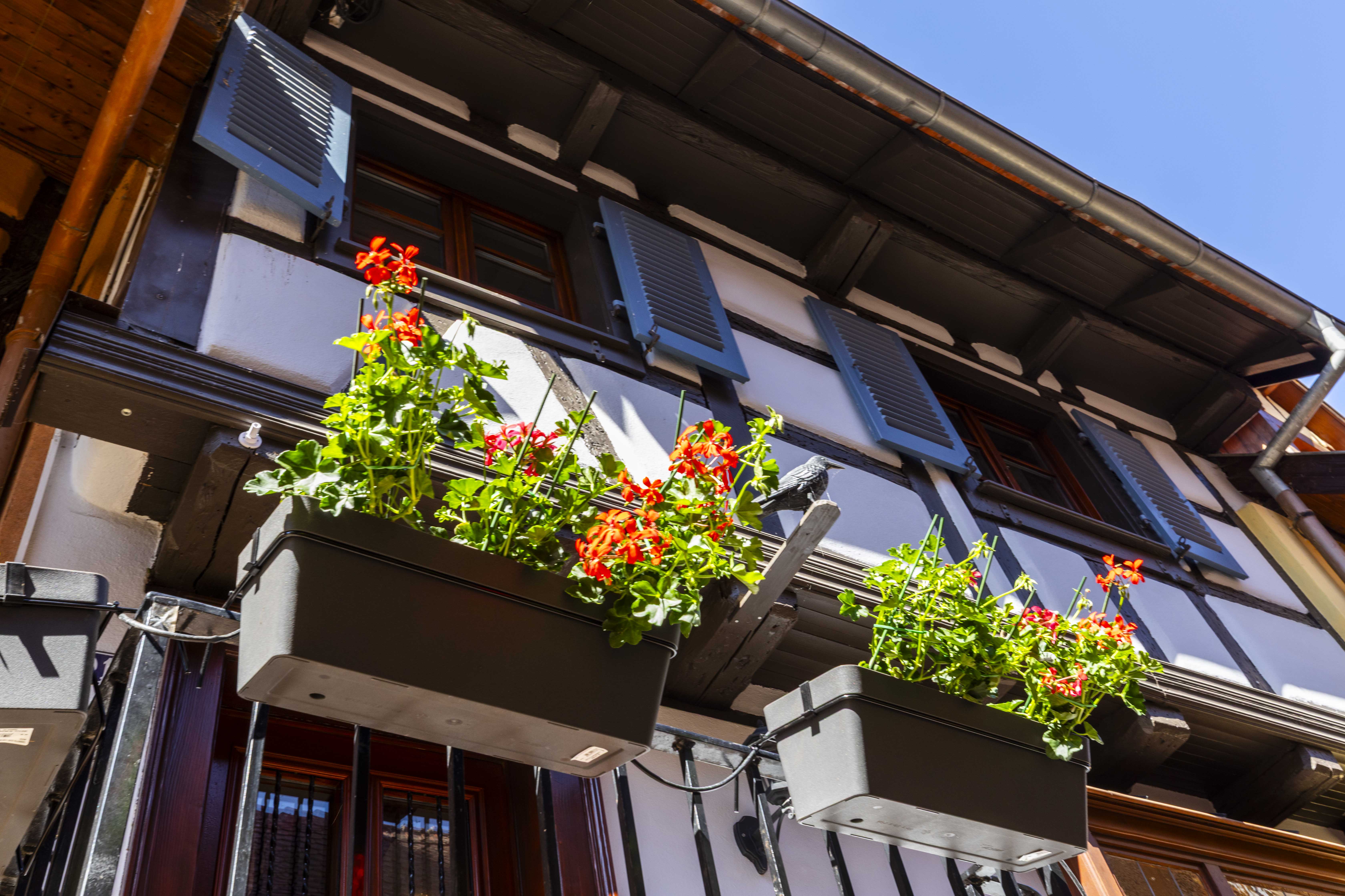 Balcon fleuri de géraniums rouges avec volets bleus, façade à colombages